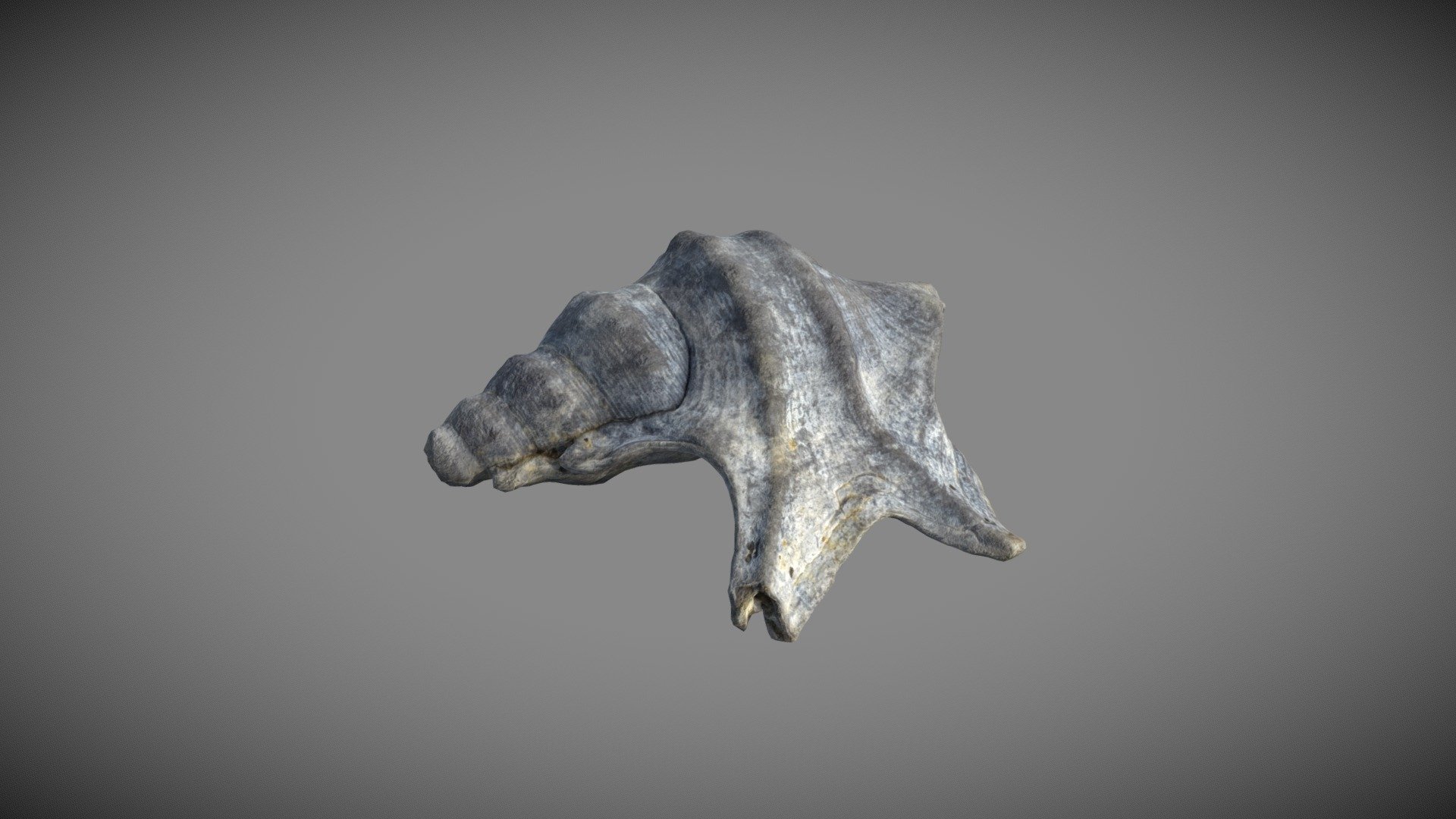 Sea Snail Shell | Fab