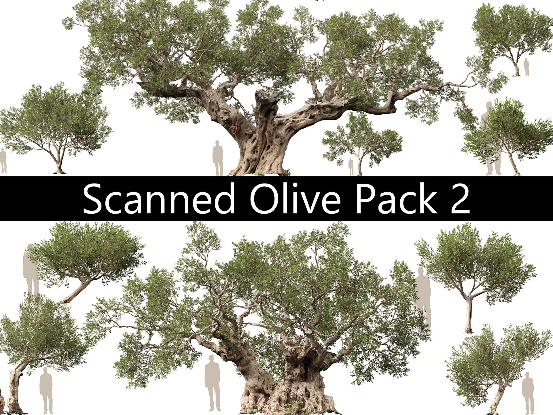 Media 1 for listing Scanned Olea europaea - Common olive Pack (09-19)  - HighPoly Lowpoly