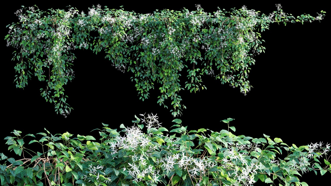Media 1 for listing Creeper - Clematis Glycinoides 01