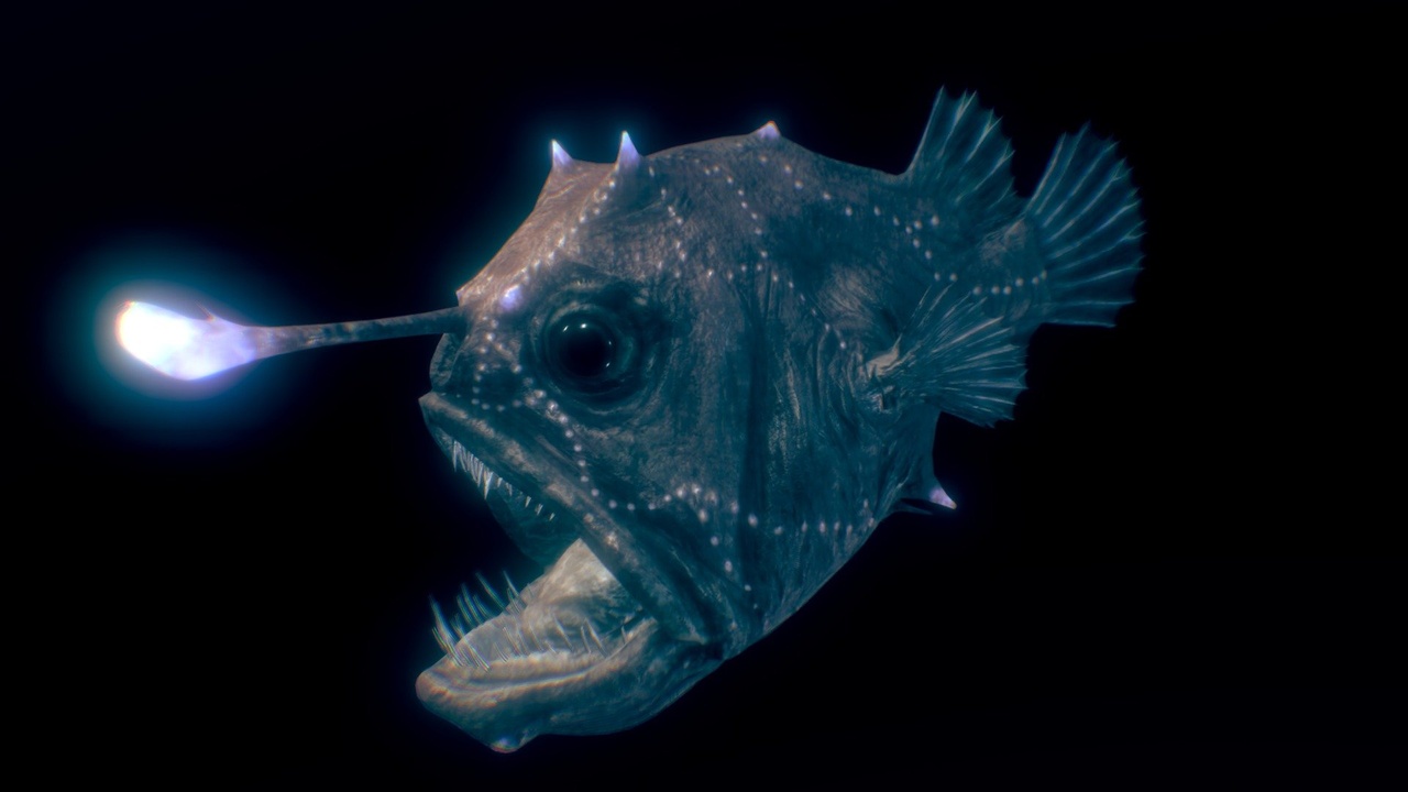 出品Atlantic Footballfish ♀のメディア1