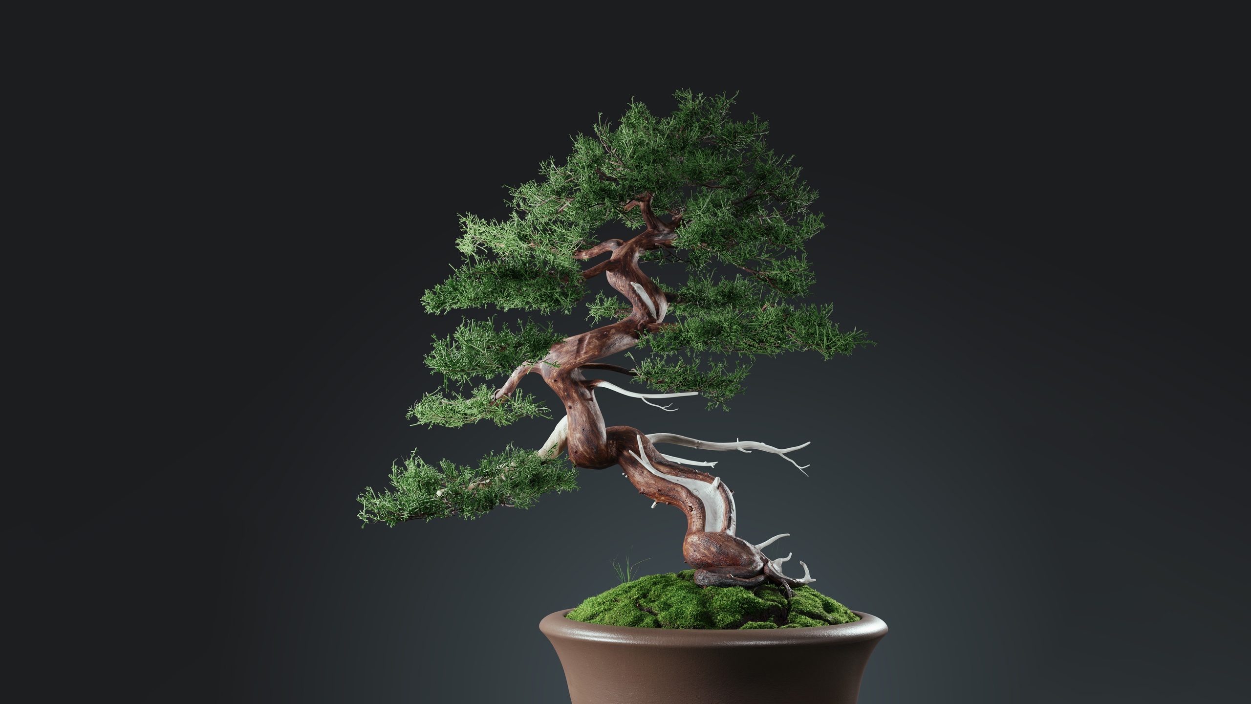 Media 1 for listing Bonsai