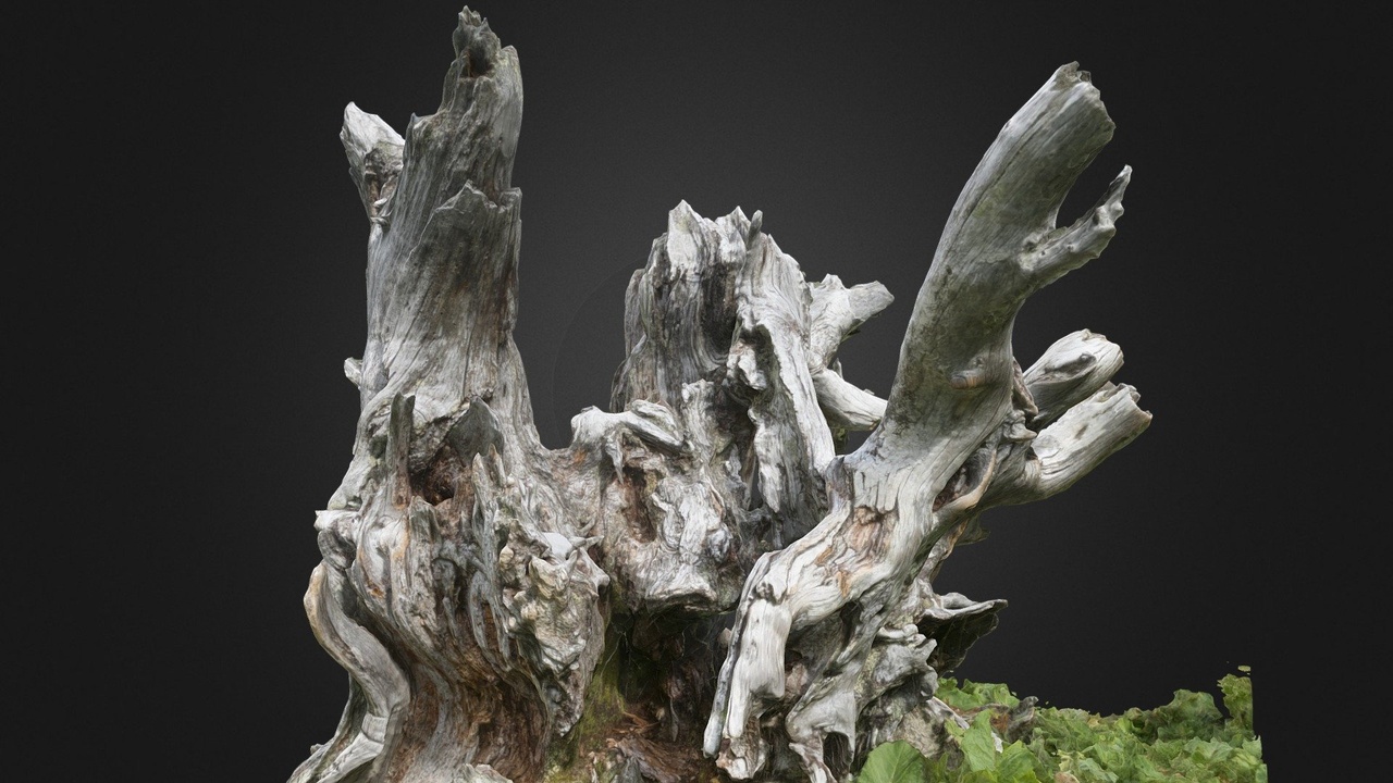 Media 1 for listing Arbre mort, parc naturel régional Gruyère,Suisse