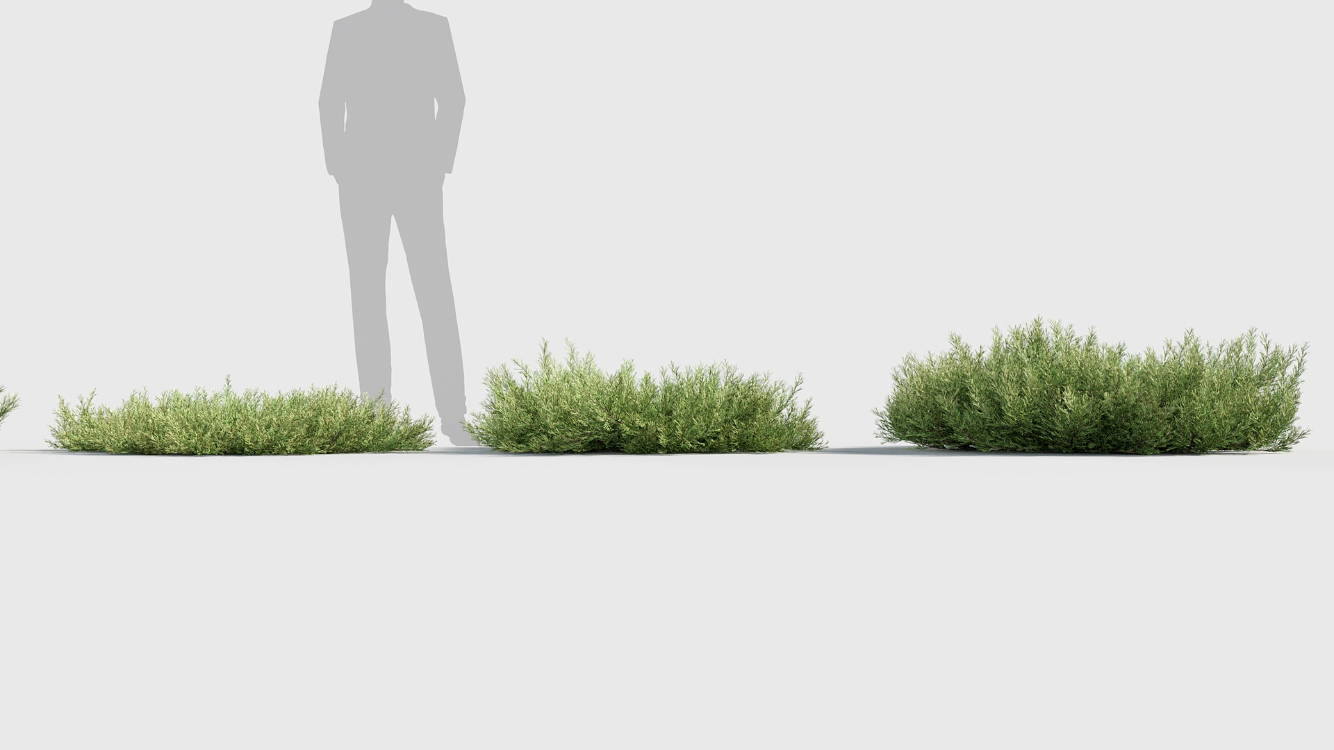 Media 1 for listing Juniperus horizontalis - Creeping Juniper