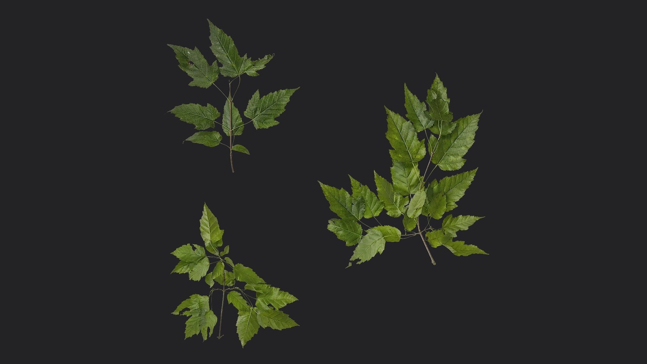 Media 1 for listing AD Acer tataricum Atlas 01
