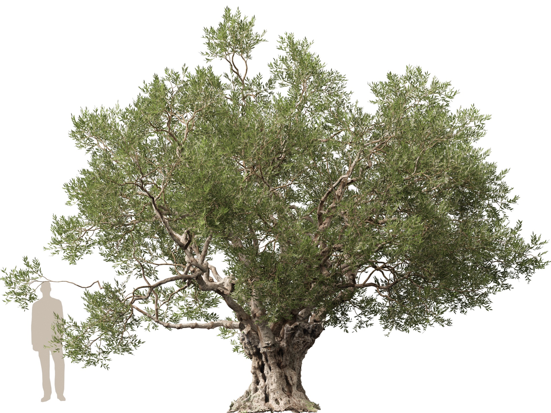 Media 1 for listing Scanned Olea Europaea - Common Olive 02 - Highpoly Lowpoly