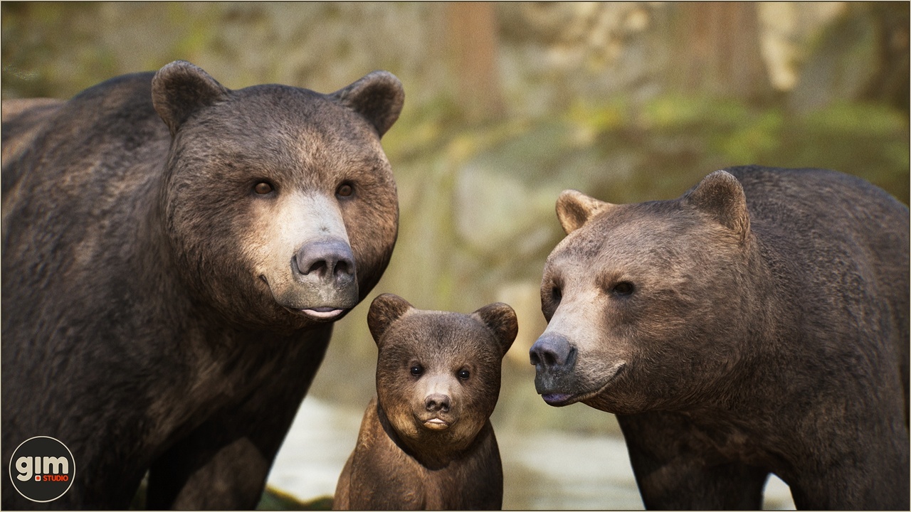 Media 1 for listing Animalia - Brown Bear (pack)