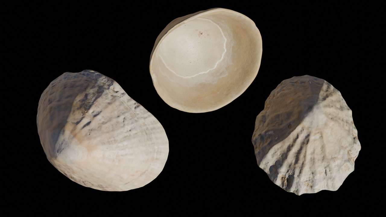 Media 1 for listing Seashell (20, 21 & 22)