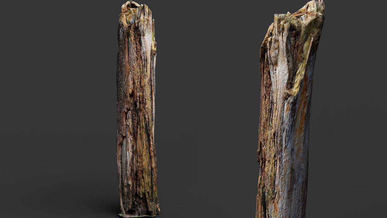 Media 1 for listing burned broken tree trunk dry wood PBR photogrammetry