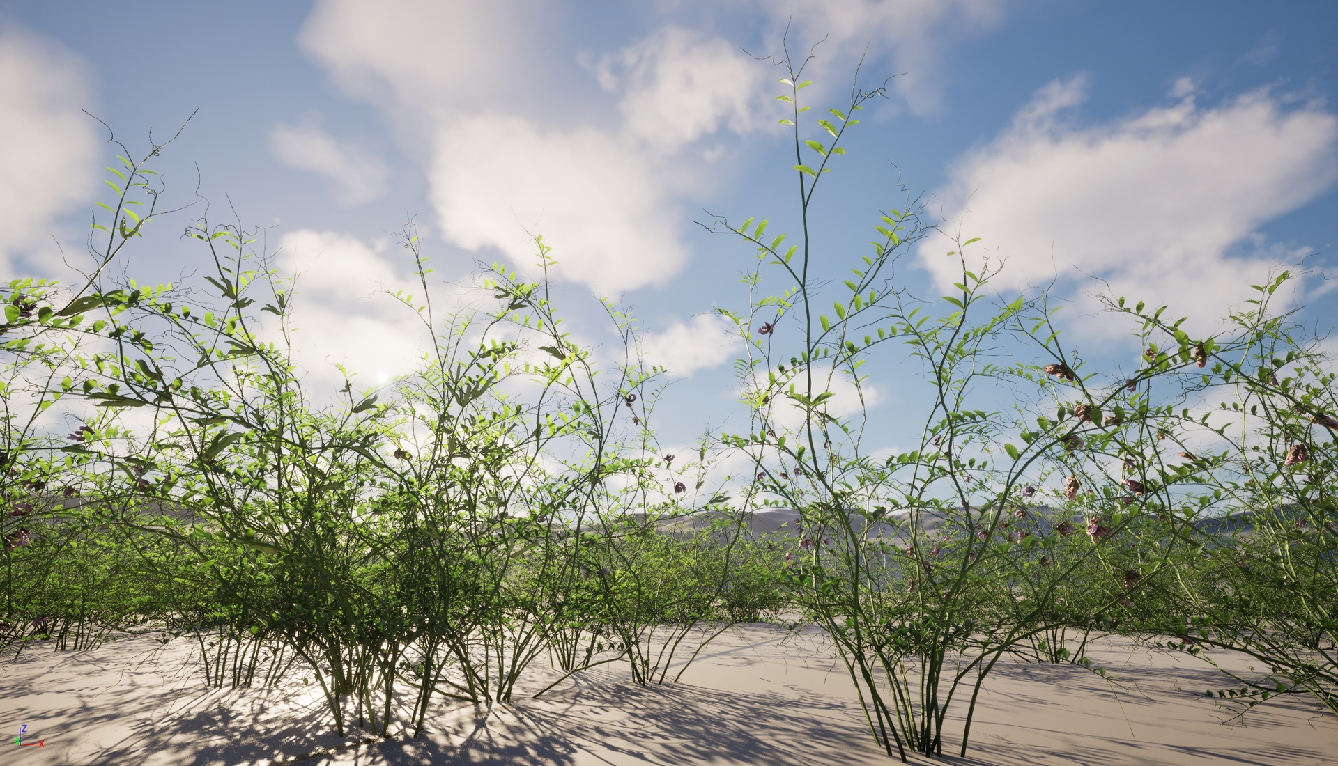 Media 1 for listing Nanite WInd Grass - Vicia sepium – bush vetch