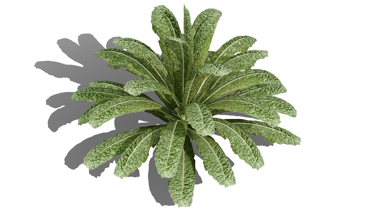 Media 1 for listing Leafy Greens 3D Pack