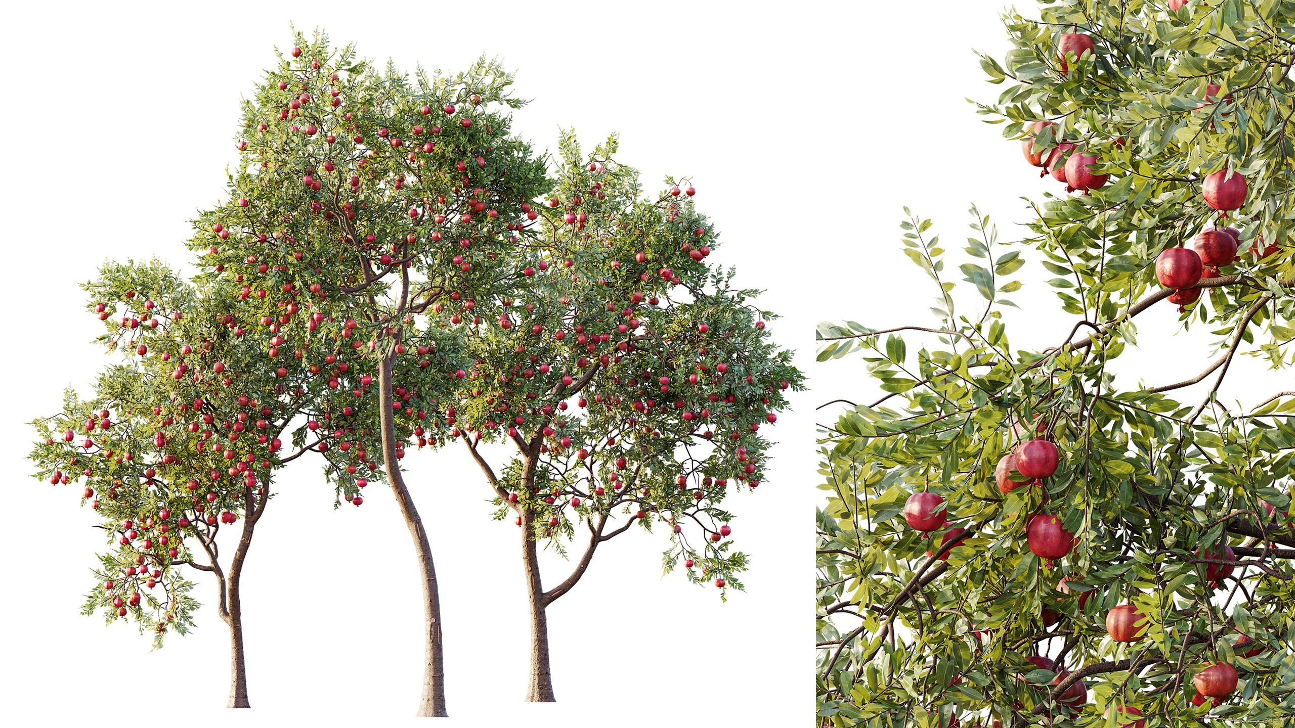Media 1 for listing AV Plant Punica Granatum Pomegranate Fruit Tree 01