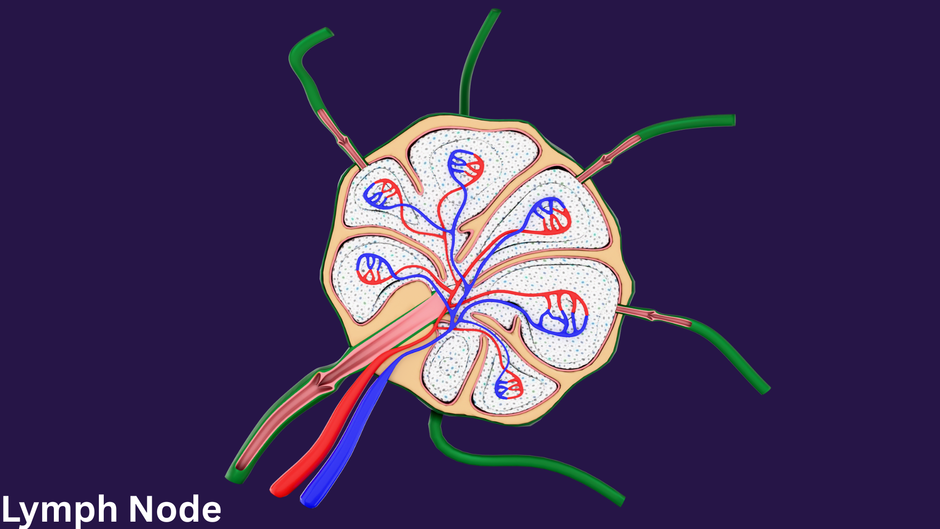 Lymph Node Graph 3D Lymph Node Anatomy (3D Model) | Fab