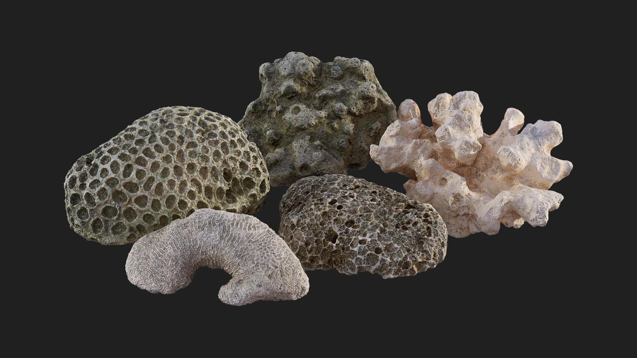 Media 1 for listing Thai Beach Corals Pack
