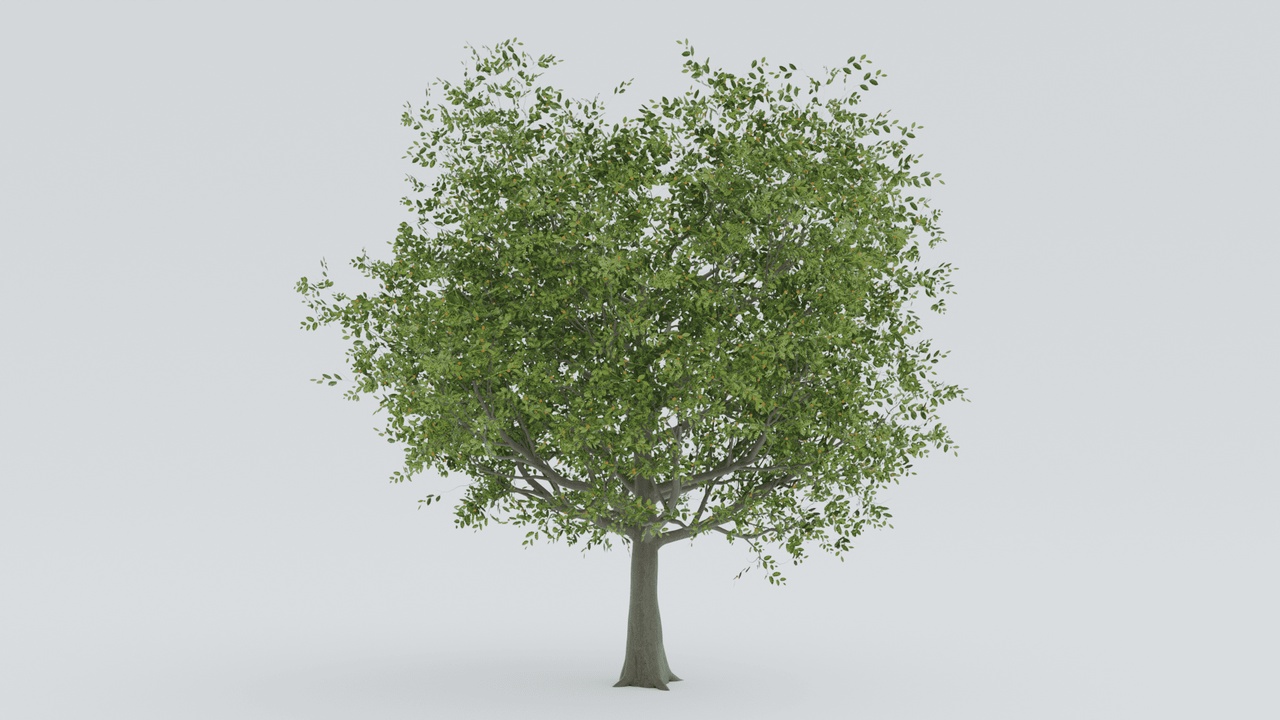 Media 1 for listing Kadam India Native Tree - Realistic 3D Model