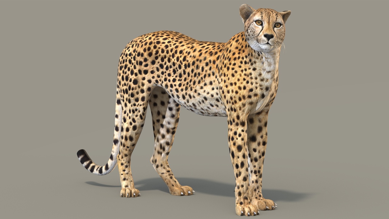 Media 1 for listing Rigged Cheetah 3D Model - Game-Ready