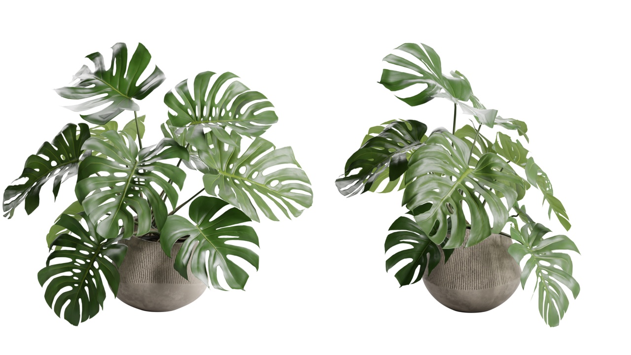 Media 1 for listing Monstera Deliciosa SwissCheese Concrete Planter
