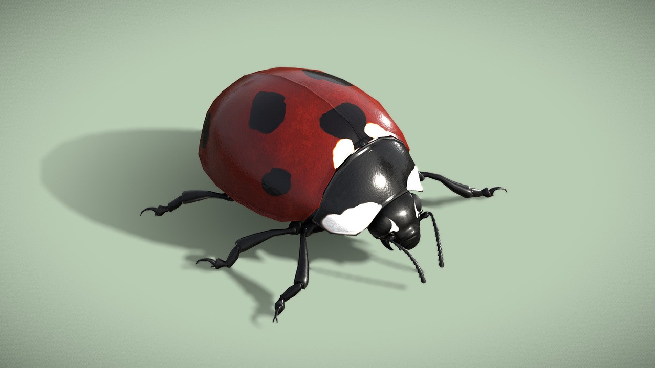 Media 1 for listing Animated Ladybug (Coccinella Septempunctata)