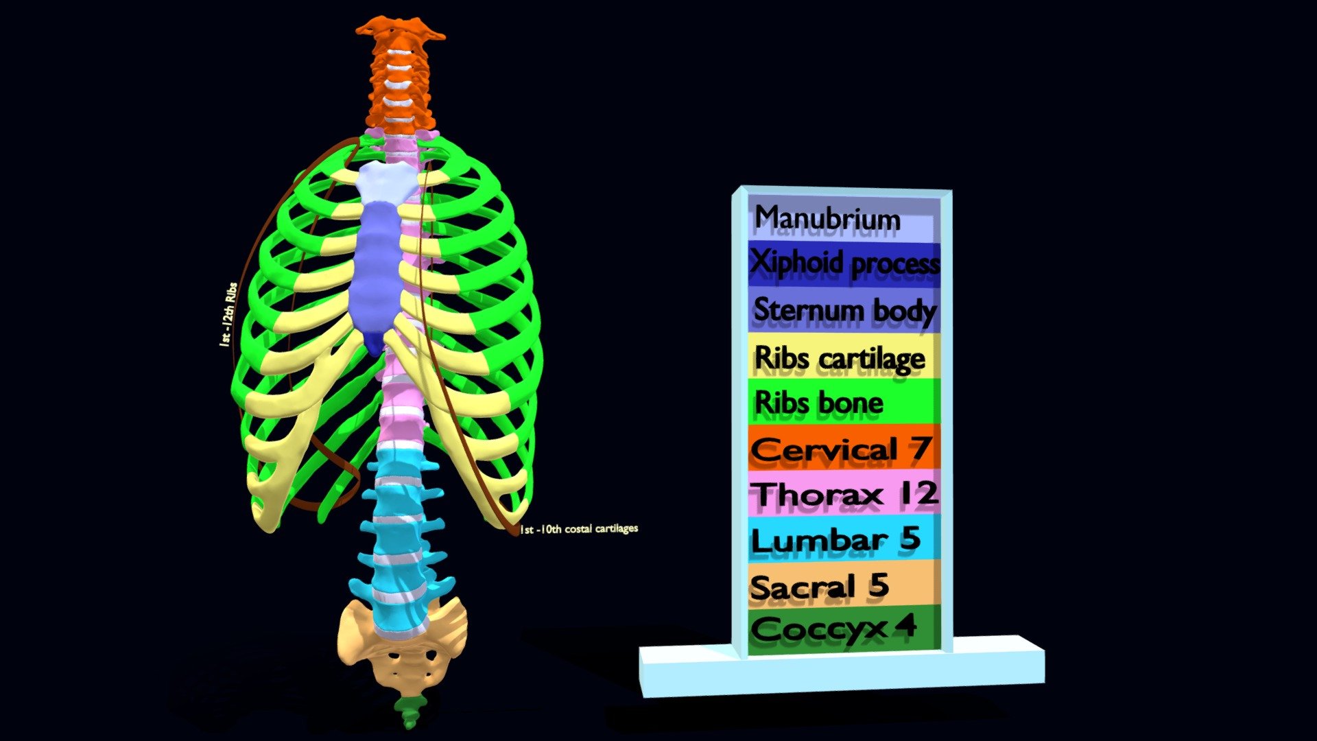 Animals Rib Animation ribs and vertebrae color coded animated 3D model | Fab