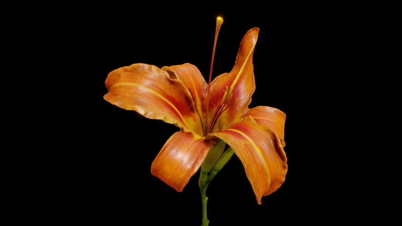 Medium 1 für Eintrag Orange day-lily