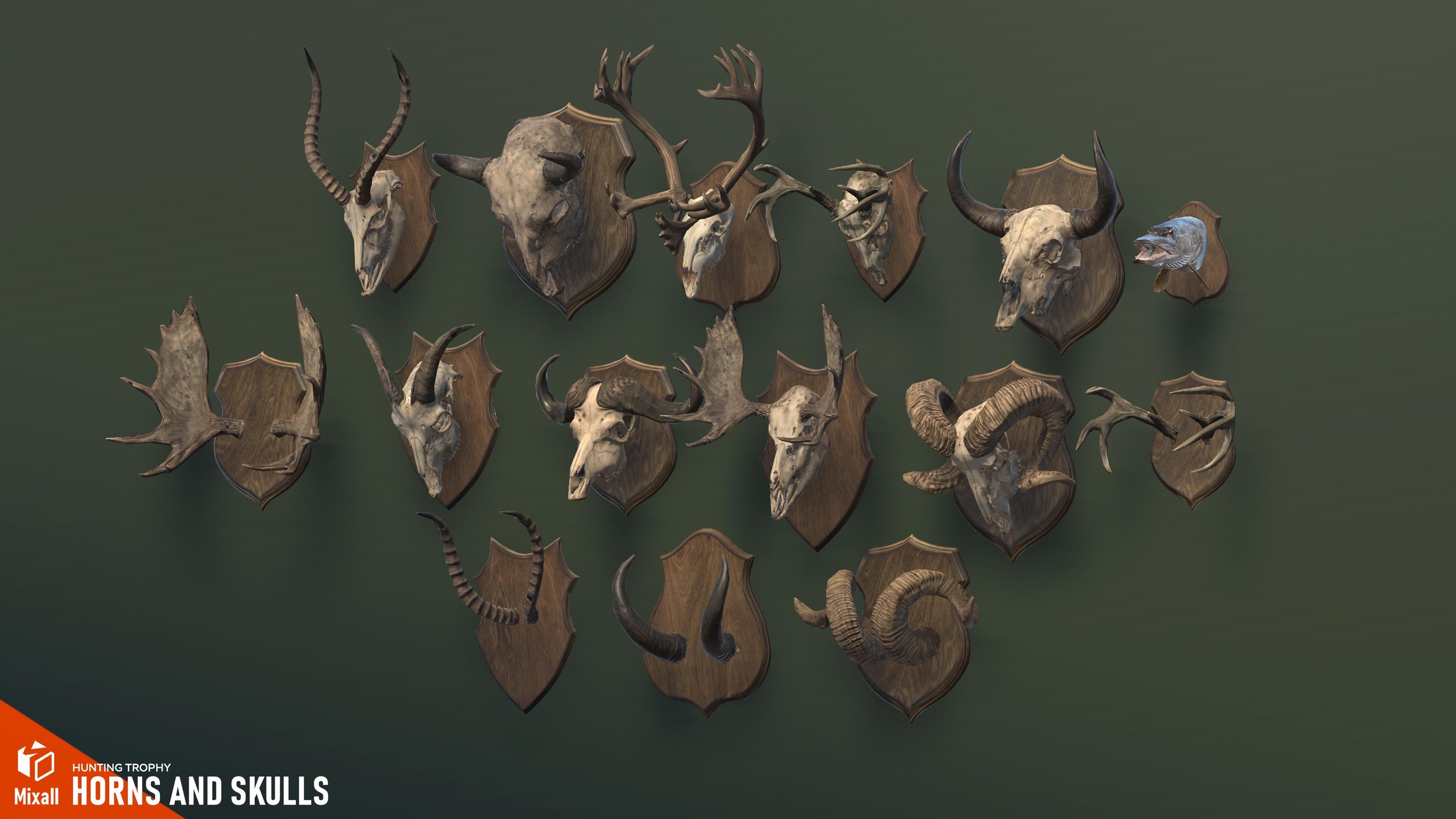 Media 1 for listing Horns and Skulls – Hunting Trophy