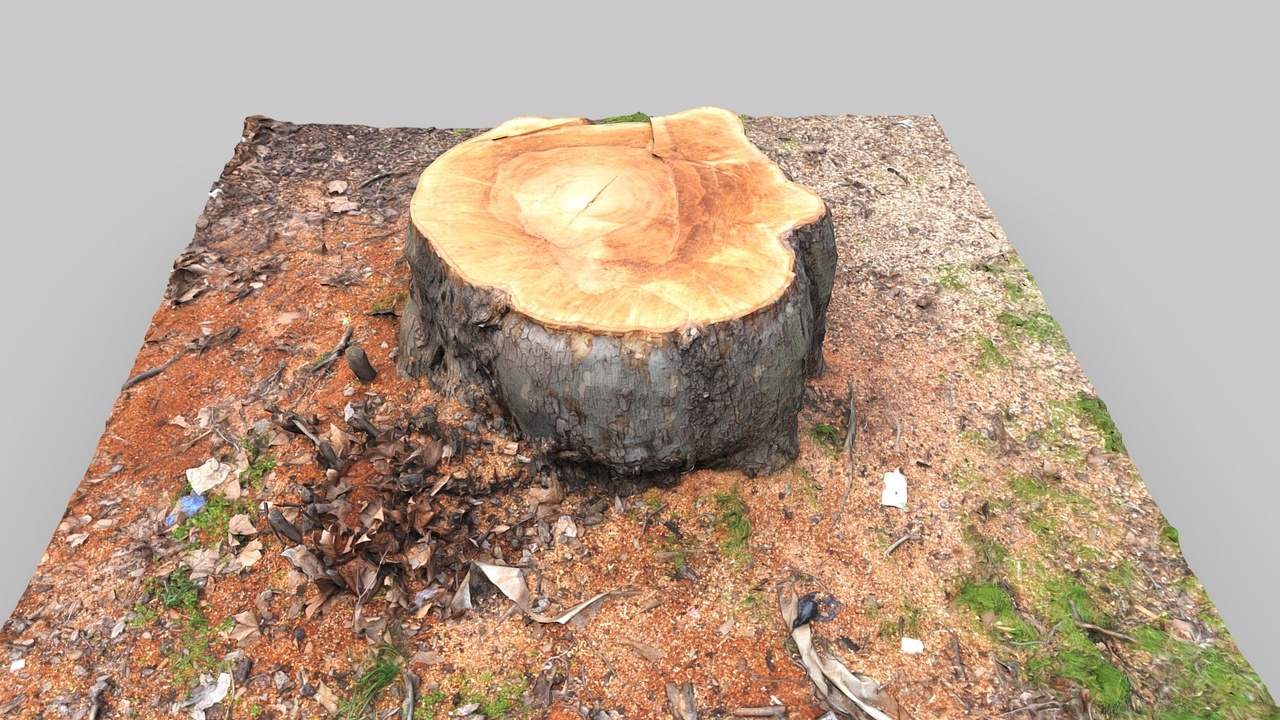 Media 1 for listing Euston HS2 Tree Stump