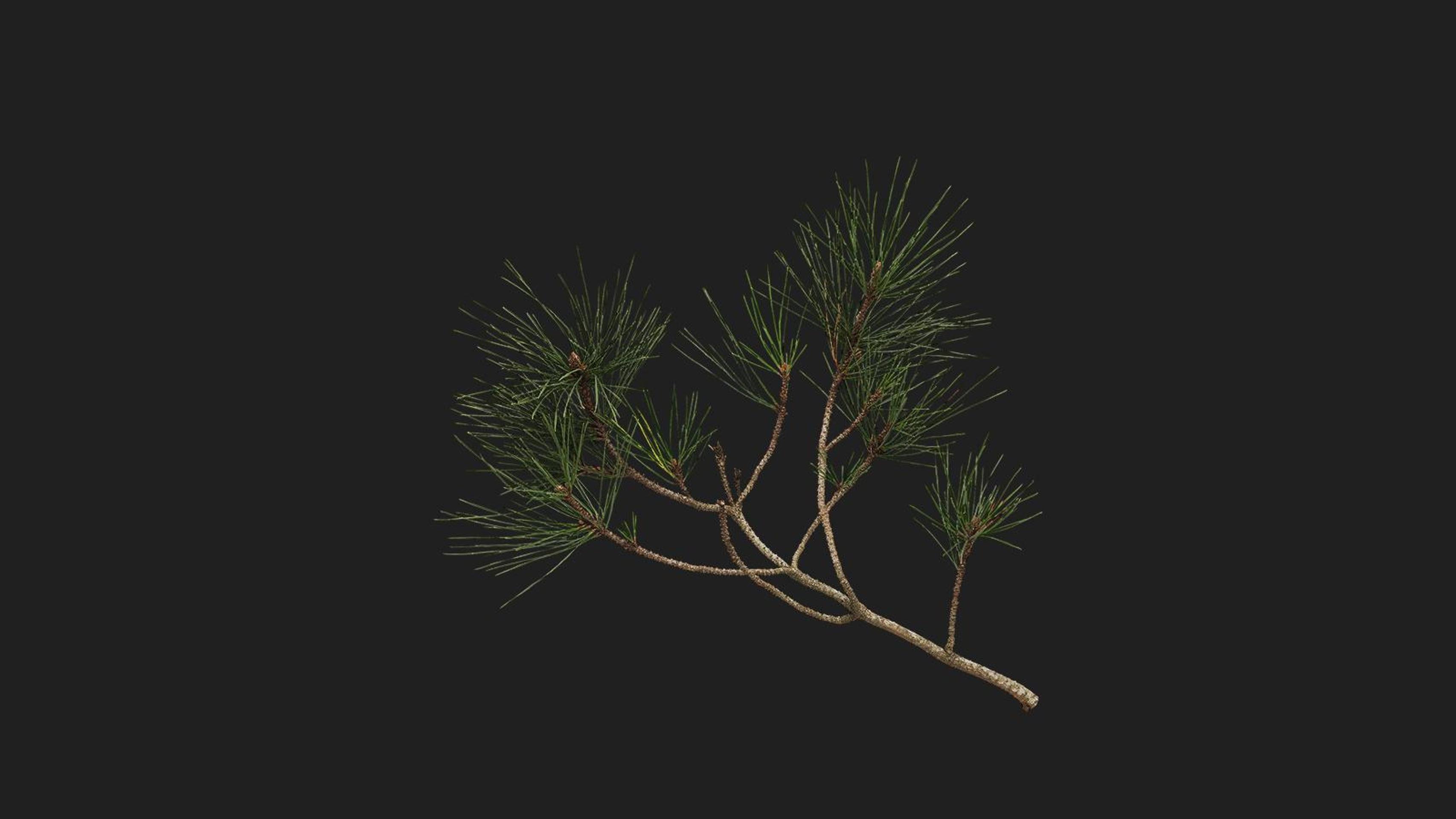 Pine Branches | Fab