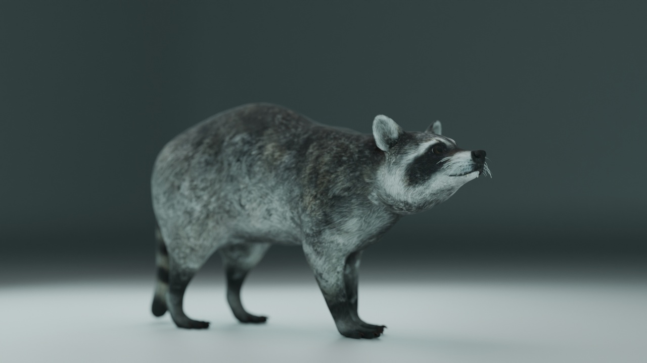 Media 1 for listing Raccoon