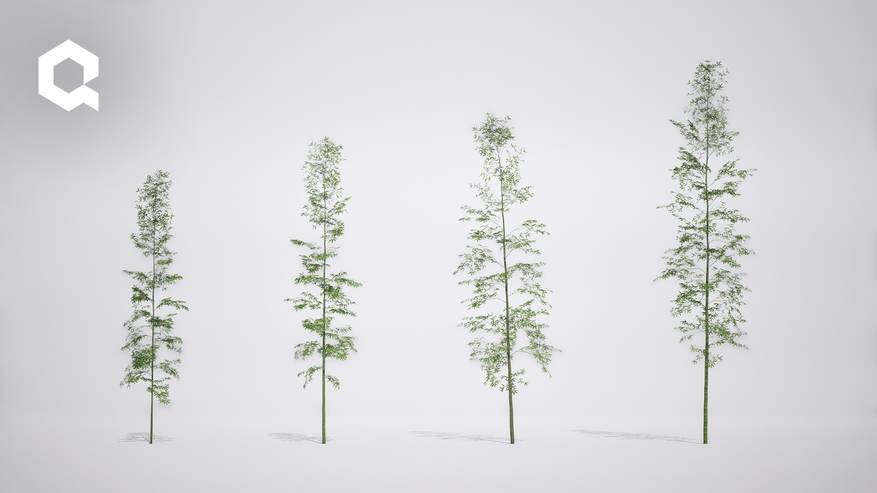 Media 1 for listing Megaplants: Giant Bamboo
