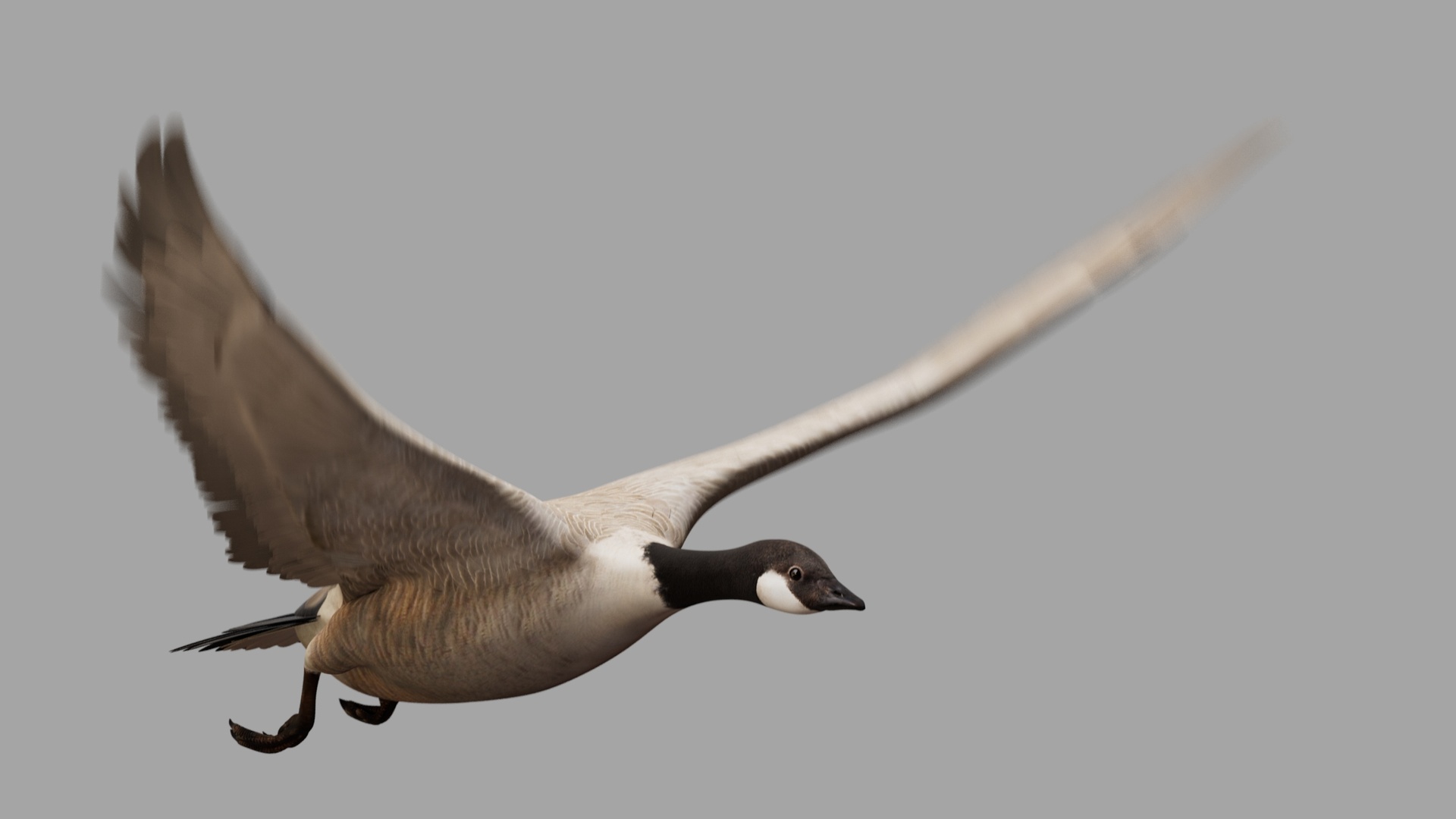 Media 1 for listing Goose Animated – Maya 2026