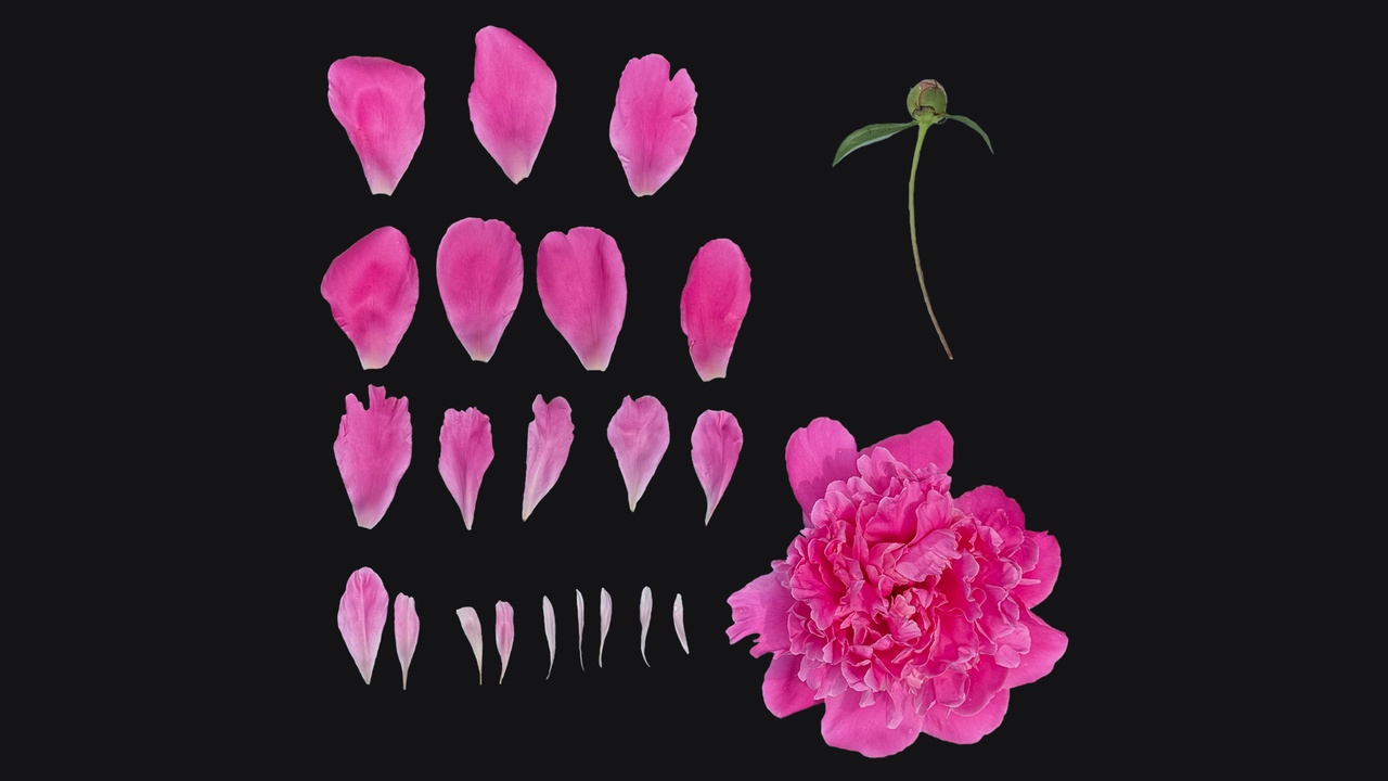 Media 1 for listing Paeonia 'monsieur jules elie'