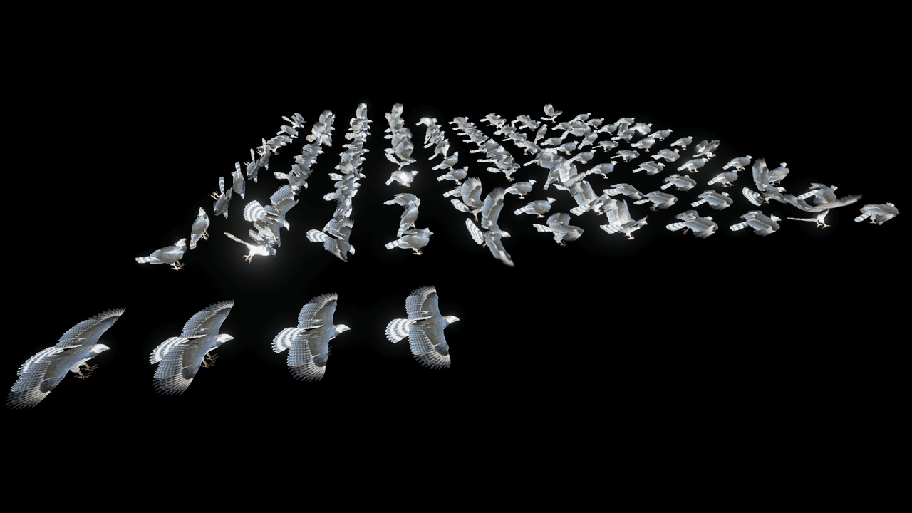 Media 1 for listing Harpy Eagle