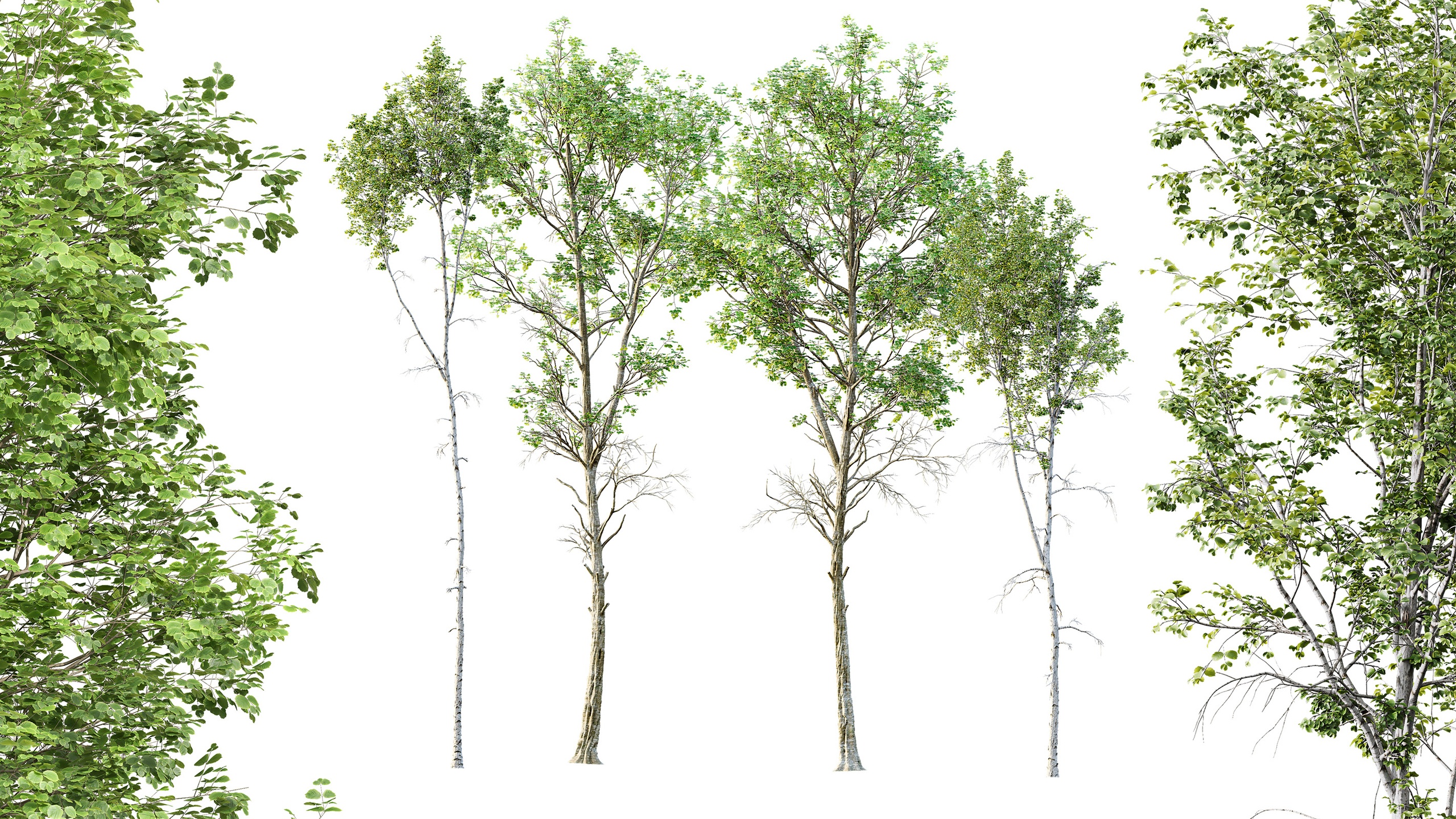Media 1 for listing AV Betula Pendula and Fagus Sylvatica