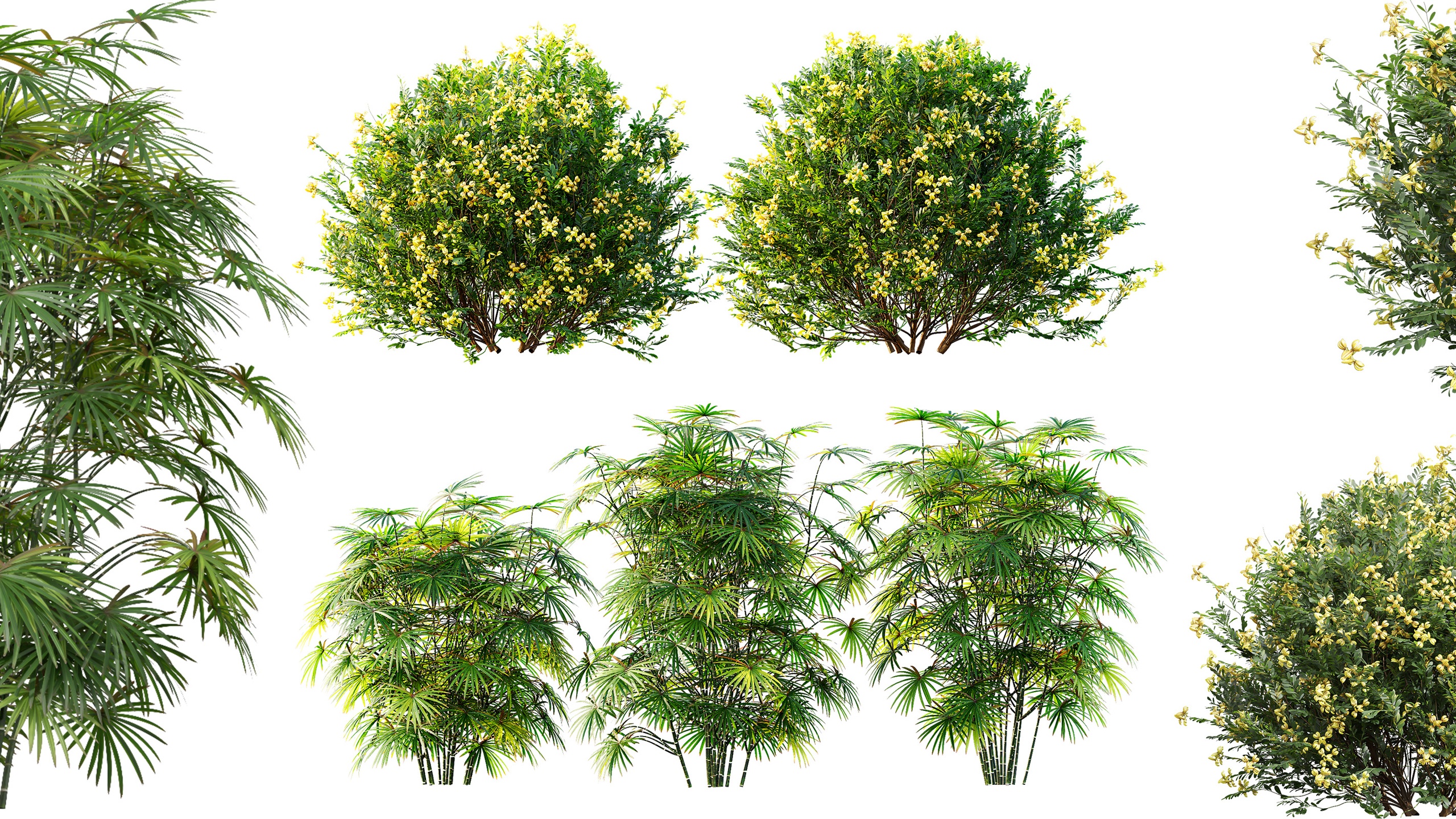 Media 1 for listing AV Coronilla Valentina Glauca and Rhapis Excelsa bushes