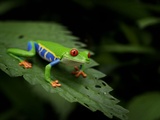 Red-eyed tree frog | Fab