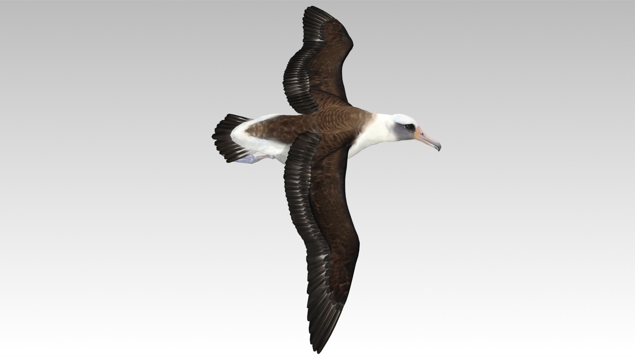 Media 1 for listing Animated Albatross - Flying Bird