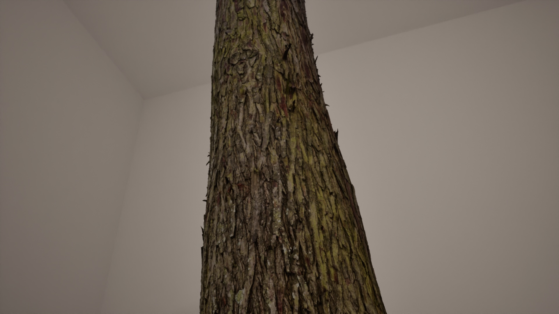 Media 1 for listing Bald Cypress - Photogrammetry Scan