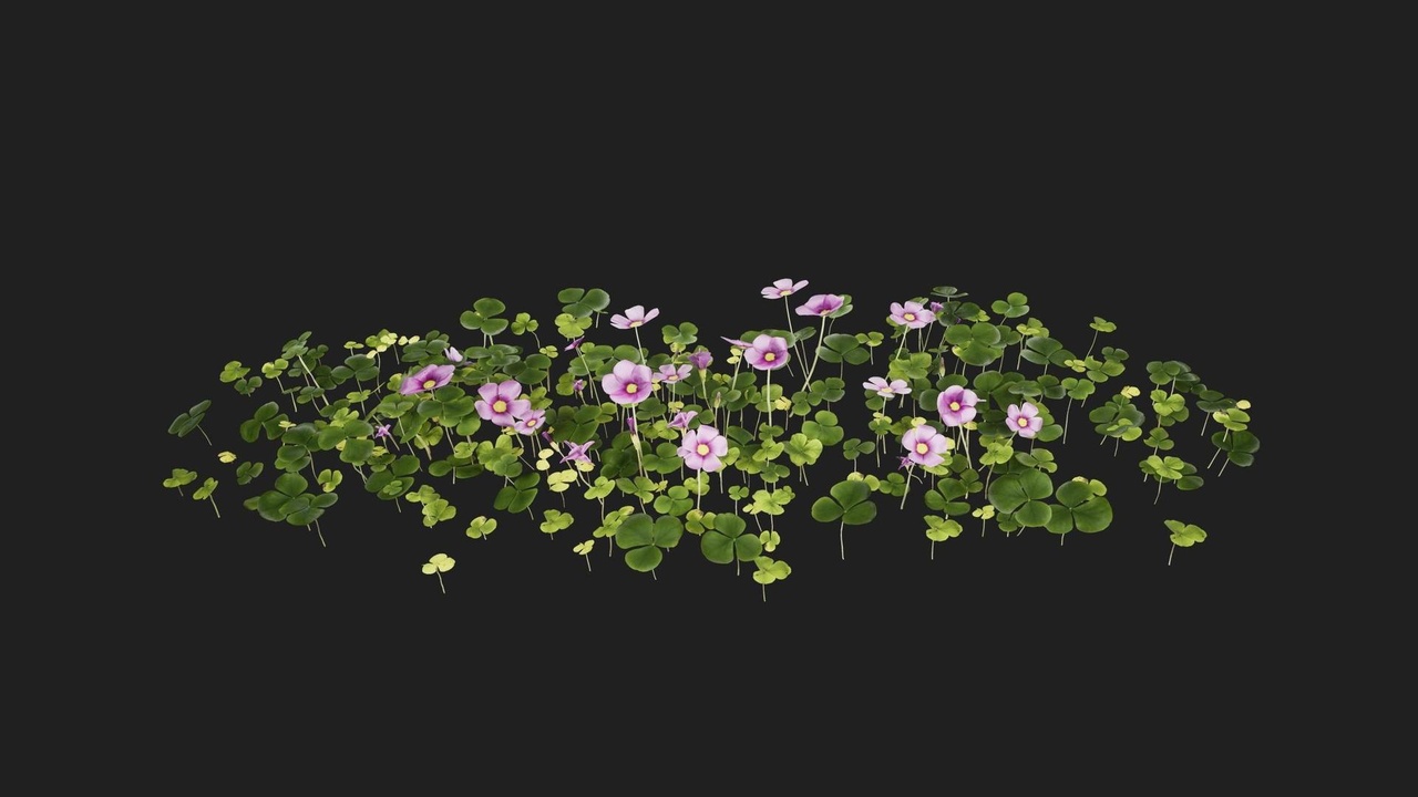 Media 1 for listing Violet Wood Sorrel