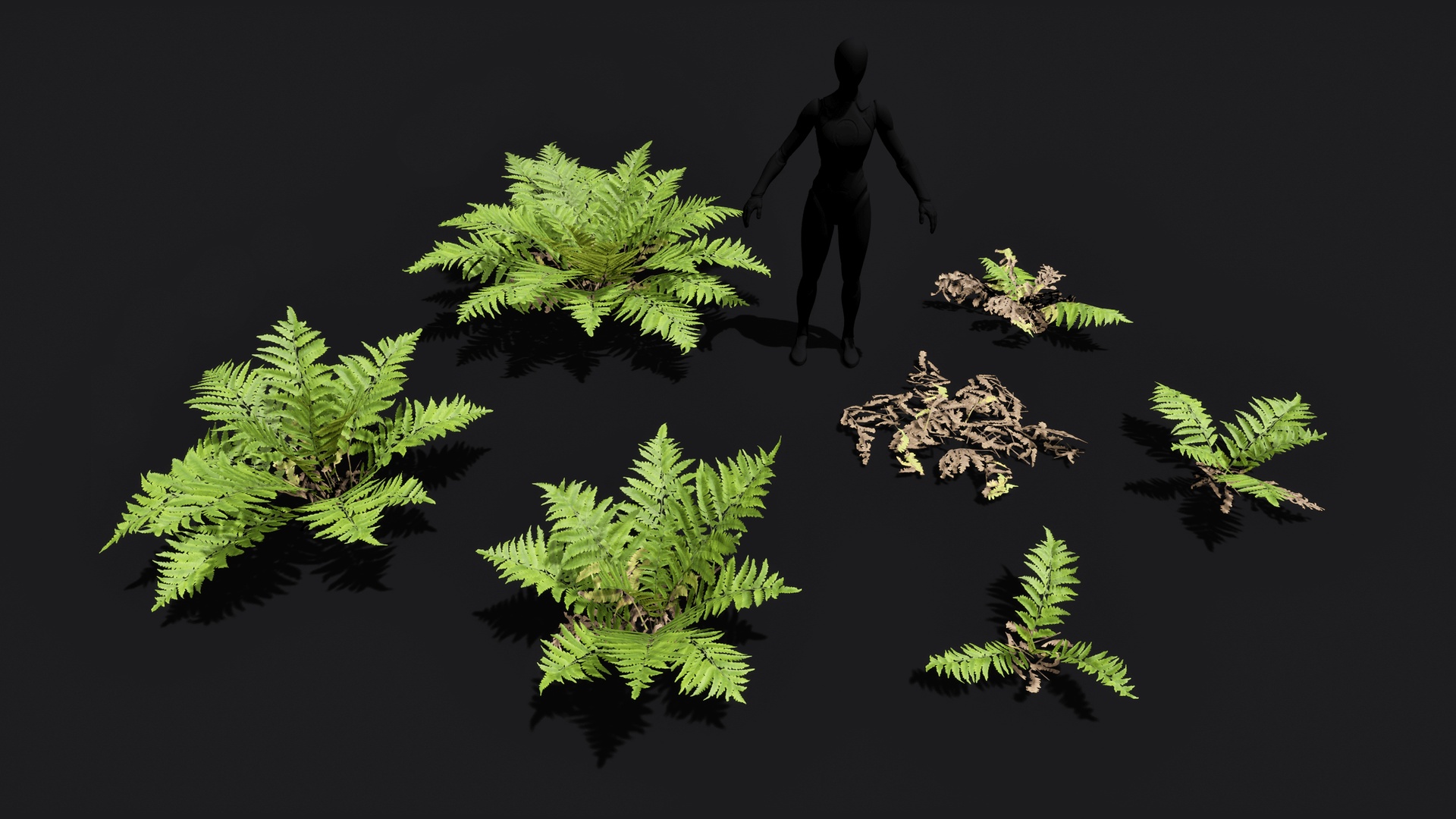 Media 1 for listing Lady fern low poly game ready assets