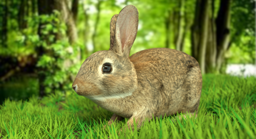 Rabbit | Fab
