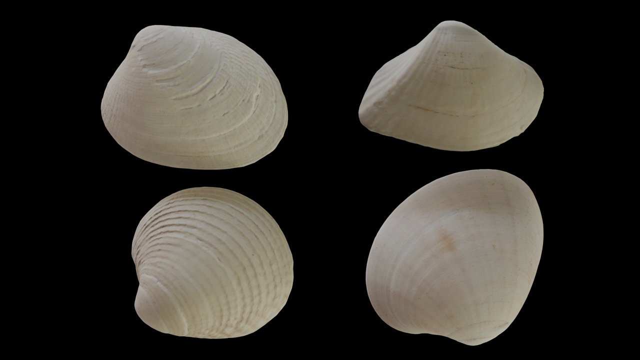 Media 1 for listing Seashell (16, 17, 18 & 19)