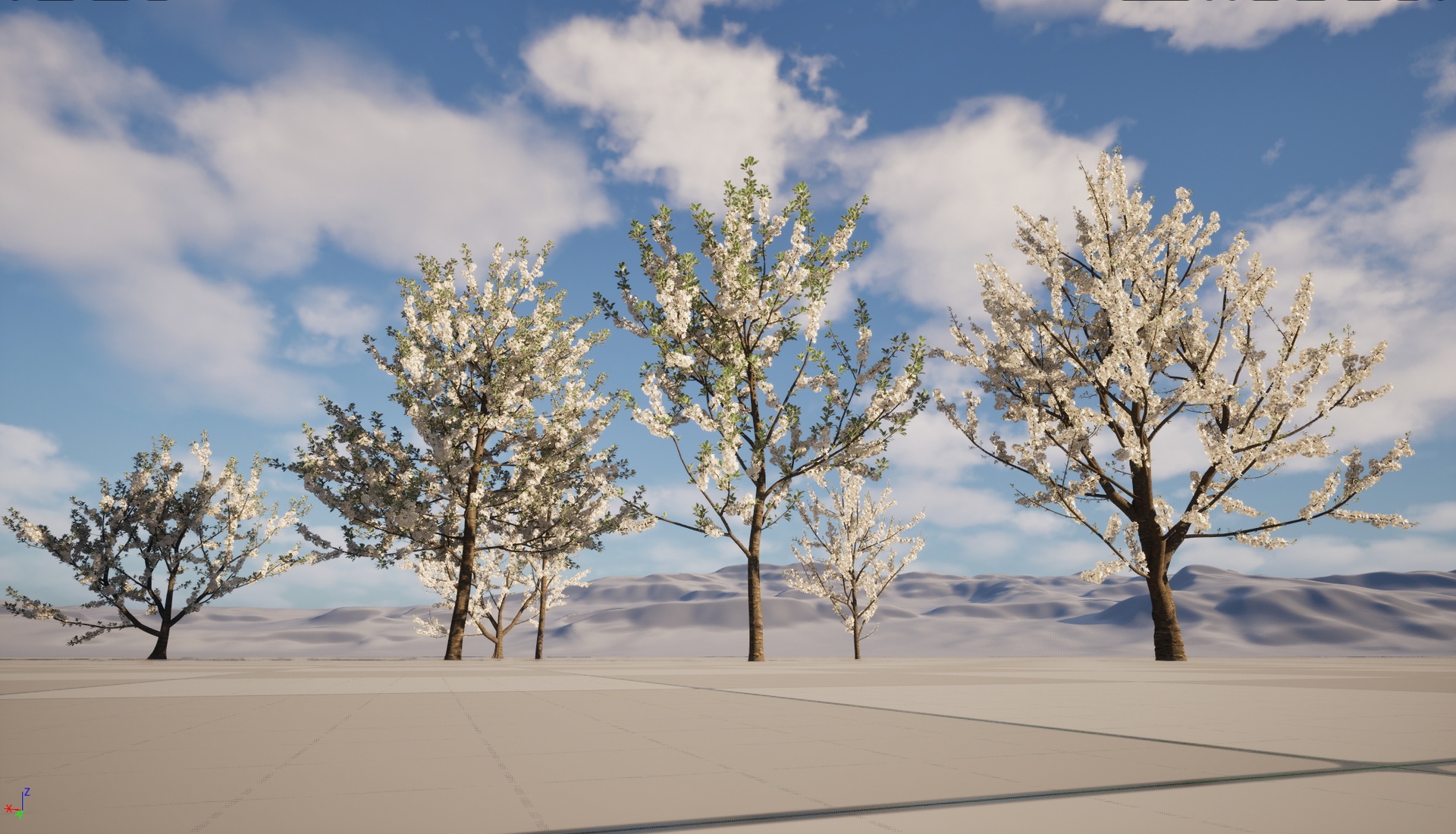 Media 1 for listing UE5 Wind Bush - Prunus avium – Sweet cherry