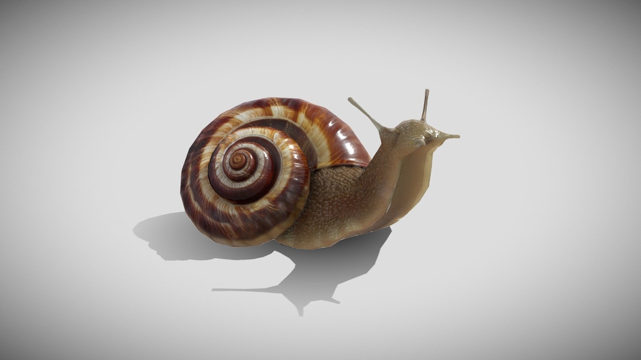 商品 Snail 的媒体 1