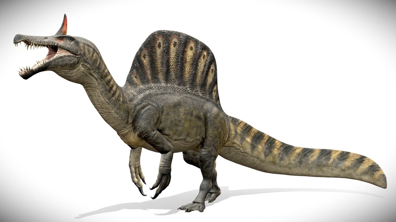 Media 1 for listing Spinosaurus mirabilis Rig