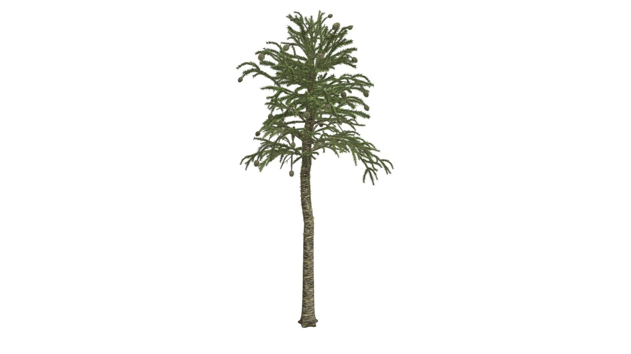 Media 1 for listing Monkey Puzzle Tree #06