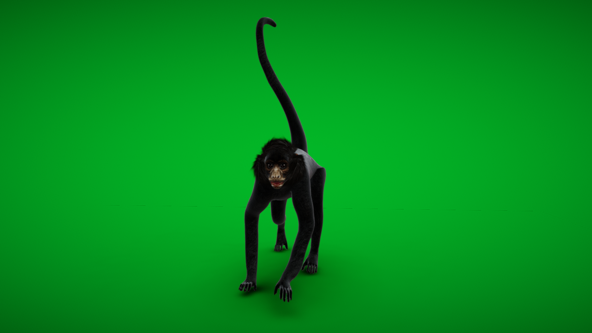 Spider Monkey | Fab