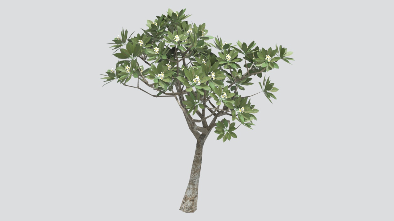 Media 1 for listing White Flowering Frangipani Plumeria Tree with Green Leaves 3D Model