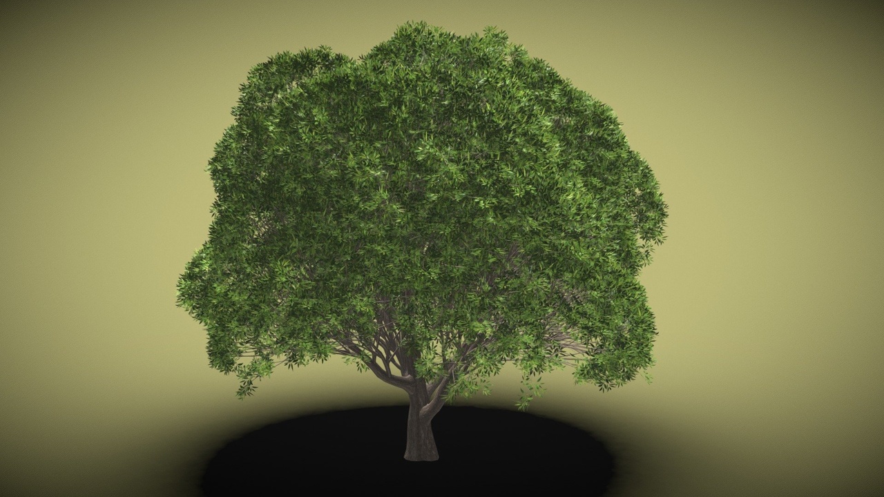 Media 1 for listing Globular Willow tree