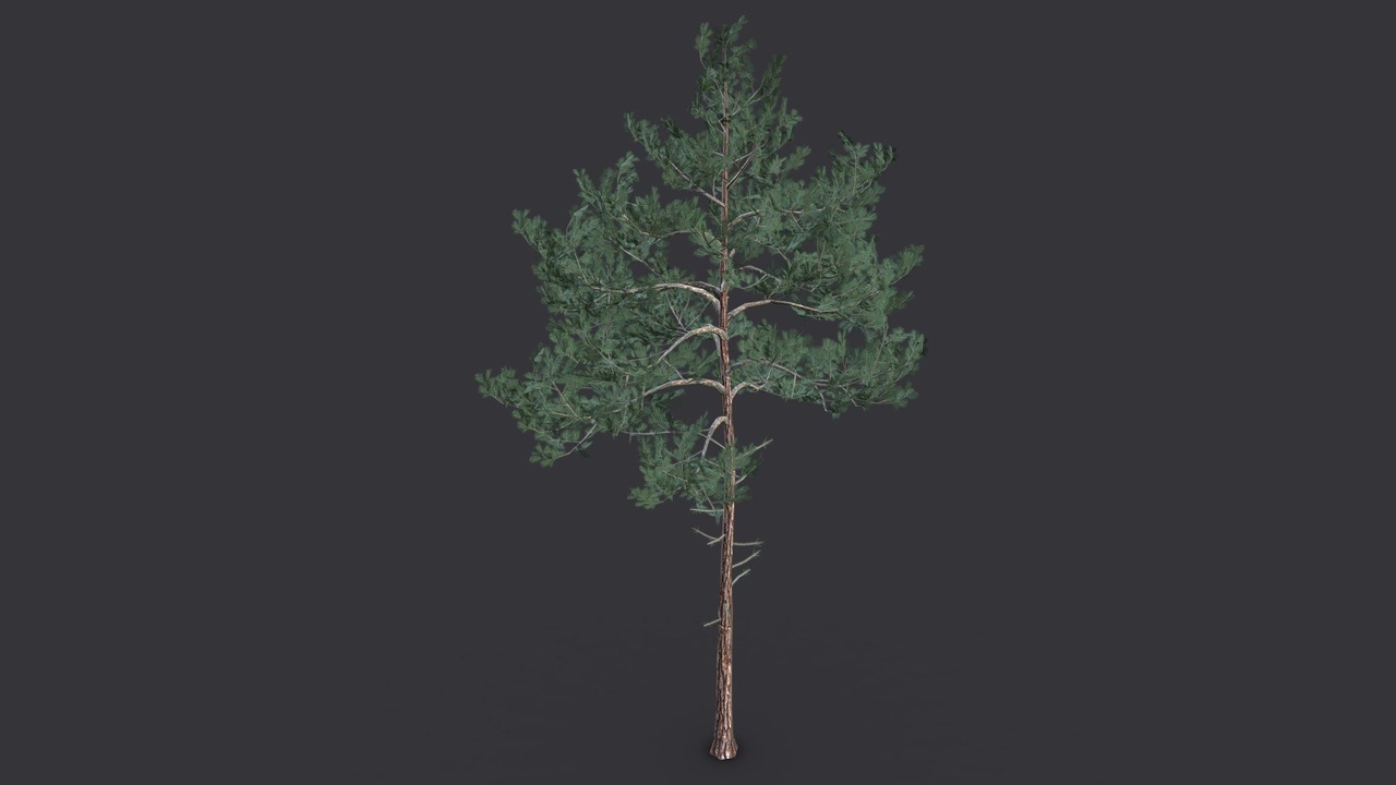 Media 1 for listing Pine Tree