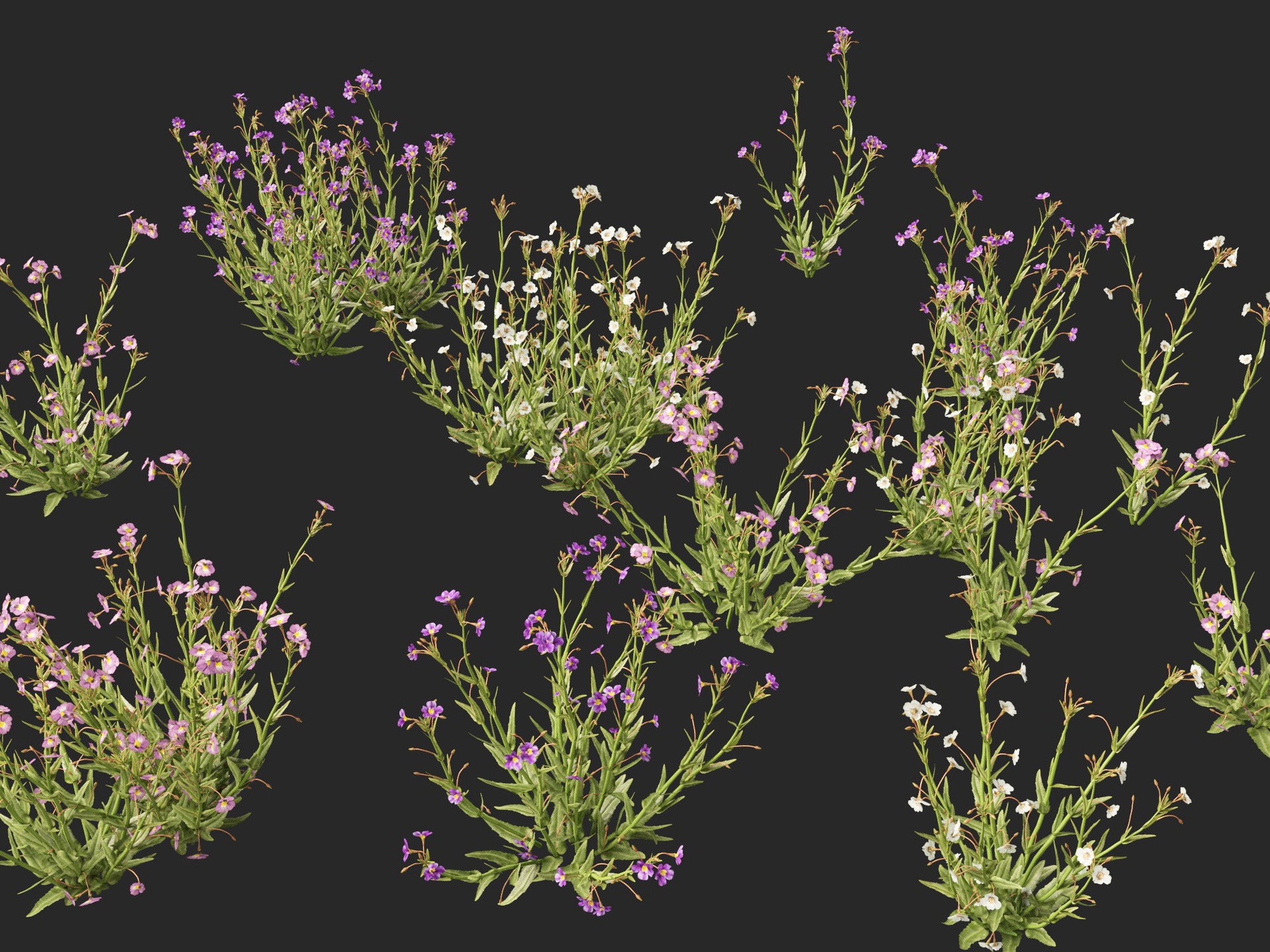 الوسائط 1 للقائمة (Highpoly+Low Poly) Mimulus gracilis - slender monkey flower