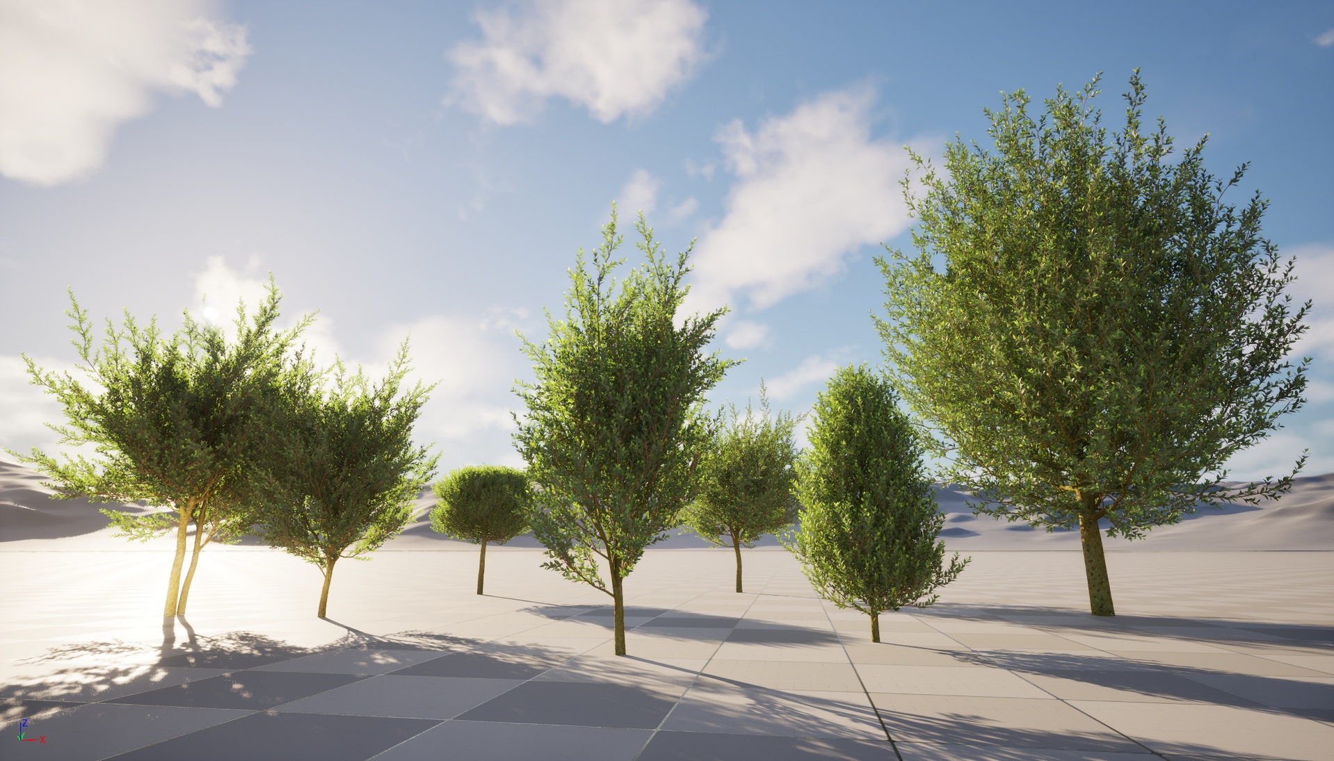 Media 1 for listing Nanite Wind Plants - Laurus nobilis - Bay Tree
